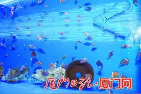 小丑鱼在厦有个"家" 品种不少且多种可全人工繁育图片