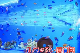 小丑鱼在厦有个"家" 品种不少且多种可全人工繁育图片
