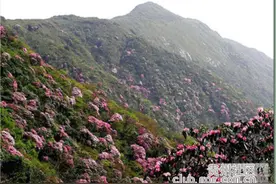来贵州看杜鹃花，你需要这个攻略图片