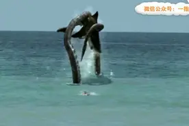 美女海边游泳，碰见鲨鱼被追，结果美女被章鱼给救了视频封面