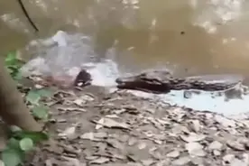 实拍水中“高压线”电鳗电晕鳄鱼瞬间