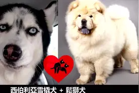 十大最美丽的混合狗品种（上）