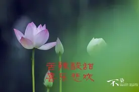 经典华语歌手魏新雨《来生愿做一朵莲》图片