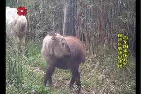 我们个儿大，但也是秦岭四宝之一！羚牛种群活动范围扩大视频封面