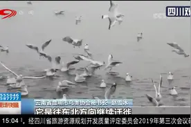 科研人员新发现一条红嘴鸥迁徙路线视频封面