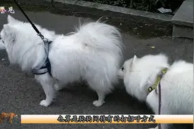 狗狗第一次见面就闻屁股，难道有什么“特殊癖好”？看完老脸一红视频封面