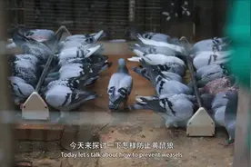 第641期《鸽讯60秒》如何防治黄鼠狼