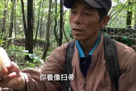 林区的马粪包也能吃，蘑菇遍地是，山里人不稀罕采，城里人采不着视频封面