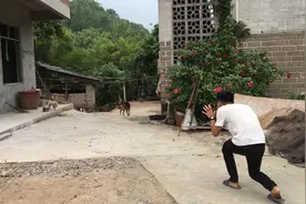 怕狗的人有福了，现场教学驱狗妙招！视频封面