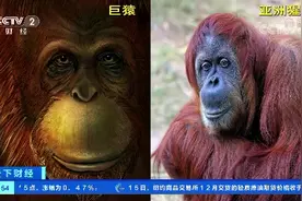 科学家从190万年前化石提取DNA：原来，广西巨猿和亚洲猩猩是亲戚视频封面