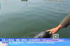 江豚妈妈“娥娥”也有二胎了视频封面