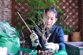 种梅花盆景，削一削戳一戳，长根快易服盆！视频封面