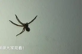 广东拍到一个“小怪物”一边三条腿，另一边才一条腿，你看过吗？视频封面