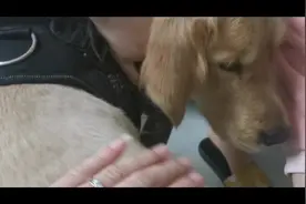 如何给宠物狗量体温，不懂得小伙们一起来看一下！视频封面