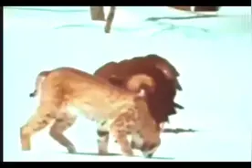 金雕大战猞猁！谁是大英雄！视频封面