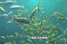 中国最好吃的4种鱼，一个比一个贵，全吃过的不是渔民就是土豪视频封面
