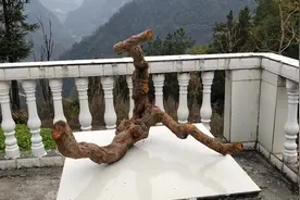 农村当柴火烧的树桩，小伙挖回来居然做盆景，很多人都不理解！视频封面