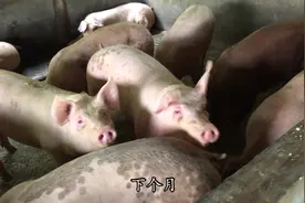 猪价出现反弹，猪价连续下跌一个多星期，如今17块一斤没人要视频封面