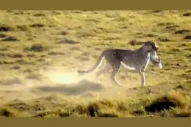 猎豹轻轻一跃就跳越了宽大河流，它是陆地上跑得最快的动物视频封面