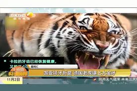 土豪金！德国老虎饱受坏牙折磨，兽医拔掉旧牙为其镶上一颗大金牙视频封面