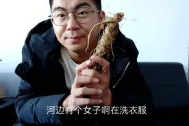 听小石娓娓道来，人参为什么叫棒槌，诉说一段爱情佳话。视频封面