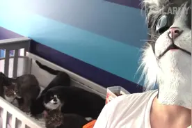 主人带上猫脸面具，猫咪的反应绝了，吓的尿喷出来了视频封面