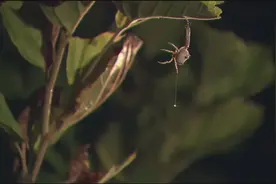 聪明蜘蛛用流星锤捕获飞蛾，鼹鼠偷吃蚯蚓打嗝视频封面