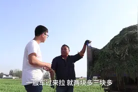 小猪实拍：河南商水韭菜种植户为啥130亩韭菜不要，欢迎随便割视频封面