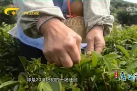 广西故事：六堡茶具有消暑祛湿调理肠胃的作用，享誉茶船古道视频封面