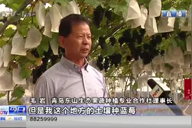 长的像葡萄，味道像蓝莓！平度蓝莓葡萄丰收，能卖到50元一斤