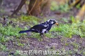 地龙，为什么能治好宋太祖赵匡胤的带状疱疹、哮喘，还能干什么？视频封面