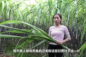美女一个人种50000斤甘蔗，发愁怎么卖的出去，才一块钱一斤！视频封面