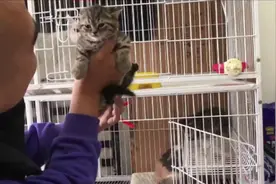 大龙收猫：狸花猫也有矮脚啦，可遇不可求视频封面