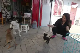 小尚又花300元买条马犬，果园总共6条狗快成狗窝了，静静说我喜欢视频封面