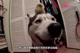 哈士奇混入狼族内部，成功带偏狼群智商，狗生巅峰视频封面
