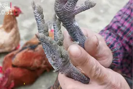 大多公开叫卖土鸡，怎么辨认真正的土鸡，以后买土鸡再也不会上当视频封面