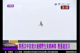 好消息！距汉中中心城区五公里处发现大群体野生朱鹮，数量超百只视频封面