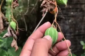 农村这种米屎瓜，它药用价值高，你们家乡有吗？