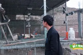 实拍山西农村，大叔把鸡和鸽子关在一起养，一起来看看视频封面