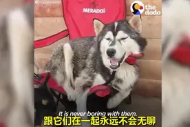 塞尔维亚男子Dejan救助流浪狗20余年，他的救助收养了600多条狗狗视频封面