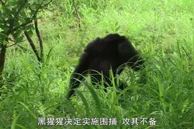非洲黑猩猩有多“猛”？集体合作，包围战术捕食狒狒，一招毙命！视频封面