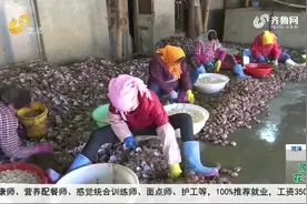 尝鲜季来了！烟台扇贝迎来大丰收，个大肥美让人口水直流，来瞅瞅视频封面
