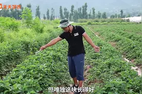 草莓能种在玉米田里吗？如何整地不会垮？这样撒碳氨、泡水、起垄视频封面