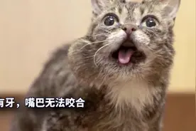 国外超火网红猫，身价达到560万美元视频封面