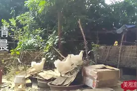 乡下的清晨农家小院，乌鸡面对镜头好美视频封面