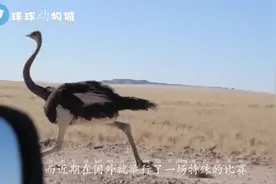 假如世界短跑冠军“闪电”博尔特与鸵鸟赛跑，谁会更快？视频封面