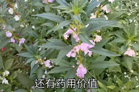 农村凤仙花种子，再难煮烂的肉加上几粒就搞定，药用价值还很高视频封面