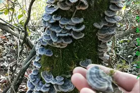原来这就是农村山里的中药云芝，作用很大，看到要适当采点回家视频封面