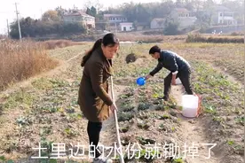干旱天气如何管理油菜苗，农村大哥兑水加营养浇，关键是最后一步视频封面