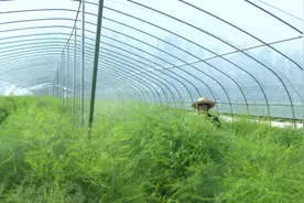  “高效菜园”您见过吗？芦笋种在大棚里，上市早品质高！视频封面
